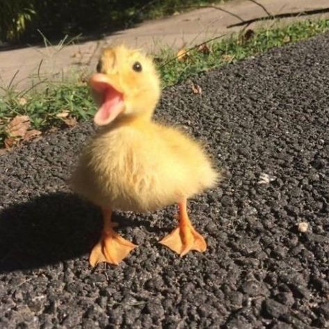 DUCKS OF THE WEB 🦆 on Instagram: “Me when i see food... tag a duck lover 🦆 - ( Credits to owner , message if you know) - - #duck #ducks #petduck #petducks #ducksofinstagram…” A Small