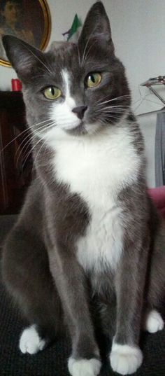 Gray And White Tuxedo Cat | grey tuxedo cats Grey And White Cat, Image Chat, Tuxedo Cat, White Cats, Domestic Cat, Cute Cats And Kittens, Doja Cat, Cats Meow, Pretty Cats