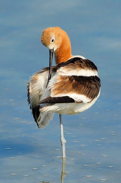 AMERICAN AVOCET- Recurvirostra americana . . . S Alberta, Saskatchewan, Manitoba, Pacific coast of North America . . . Migrates to S Atlantic and Pacific coasts of Mexico and USA North American Birds, Wild Birds Backyards, North American Wildlife Art, American Avocet, Shore Bird Art, Costa Rica Wildlife, World Birds, Birds Of America, Bird Watcher