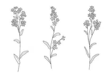 Lilac Outline Images - Free Download on Freepik Lilac Sketch, Lilac Illustration, Lilac Drawing, Lilac Tattoo, Outline Images, Drawn Flowers, Cherry Flower, Flower Outline, Line Sketch