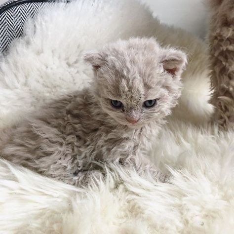 Selkirk Rex Kittens, Curly Cat, Selkirk Rex, Rex Cat, Be Pretty, Cute Cats And Kittens, Pretty Much, Beautiful Cats, Baby Cats