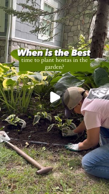 Mary Ann Beaudry on Instagram: "When is the best time to plant a hosta?👇🏻
.
🙌🏻 The answer is anytime… spring, summer, or fall. 
.
🌿 As long as you keep them well watered they will do fantastic!
.
🌿 Today I am planting 3 hostas that Walter’s Gardens gifted me.
.
🌿 This is their hosta called - Shadowland ‘Autumn Frost’.
.
🌿 What I love about this hosta:
.
🌿 This is one of my all-time FAVORITE hostas! 
.
🌿 It’s dainty. It stays about 12”. Making it the perfect border plant in your hosta garden.
.
🌿 New growth margins are a beautiful pop of chartreuse that fades to an ivory color as the leaf ages. It has lovely lavender flowers in the summer garden.
.
🌿 Plant in full shade. Will do great in partial shade too.
.
🌿 It’s hardy in gardening zones: 3-9. 
.
🌿 FIVE easy steps to plantin When To Plant Hosta Bulbs, Best Time To Transplant Hostas, Hosta Great Expectations, Hosta June, Wide Brim Hosta, Hosta Gardens, Gardening Zones, Plant Tags, Border Plants