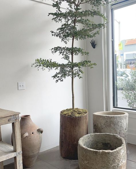 Wabi Sabi DREAMY Corners 🤍☁️ Our Antique wood bin / planter sourced from beautiful Nagaland , potted with a breathtaking 10 ft tall… | Instagram Wabi Sabi Plants, Wood Bin, Antique Planter, Wabi Sabi Interior, Wood Pots, Bonsai Flower, Stone Vase, Wood Planter, Plant Decor Indoor