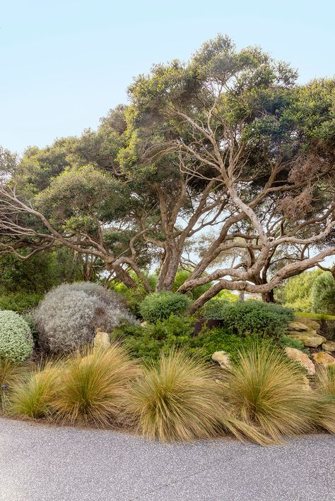 How to grow a coastal garden | Better Homes and Gardens Mediterranean Walled Garden, Coastal Landscaping Ideas, Low Growing Shrubs, Coastal Landscaping, Coastal Garden, Compost Soil, Native Gardens, Australian Native Garden, Dry Garden