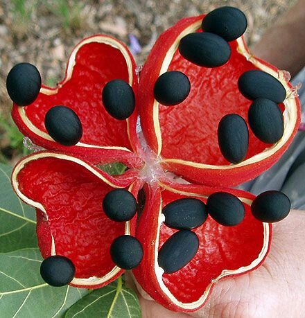 Fruit of the Peanut Tree, Australia. Raw or roasted seeds taste similar to peanuts. Peanut Tree, Strange Flowers, Weird Plants, Unusual Plants, Unusual Flowers, Rare Flowers, Exotic Fruit, Red Fruit, Seed Pods