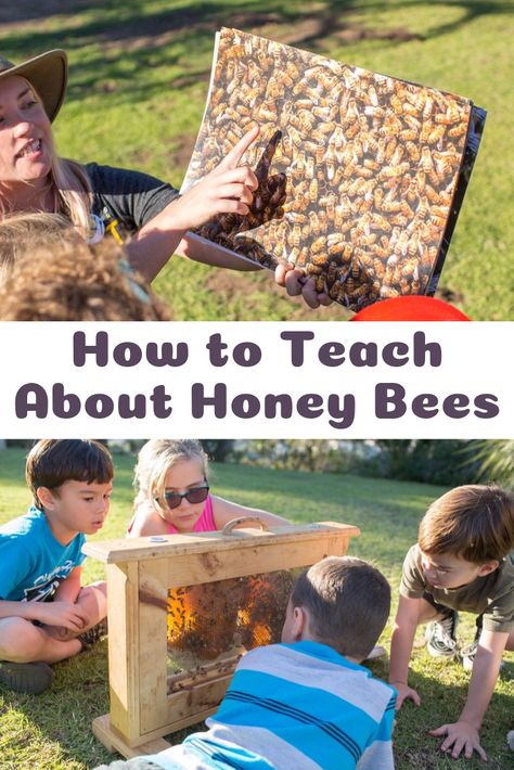 How to Teach About Honey Bees There are so many knowledgeable beekeepers who don’t know the first thing about teaching. So, how can we better share our love of bees and educate our community? https://loom.ly/cL7Q3-I Bee Education, Honey Bees Keeping, Backyard Bee, Beekeeping For Beginners, Green Houses, Bee Keeper, Camp Ideas, Honey Bees, Teaching Tools