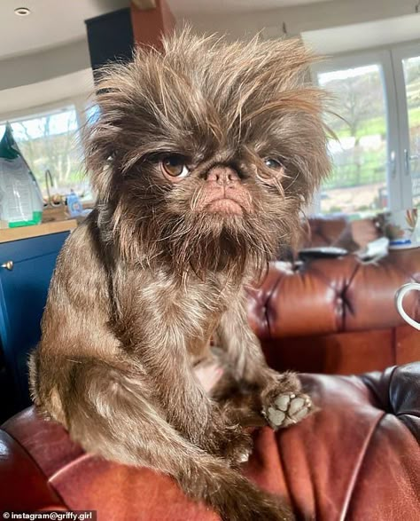 Brussels Griffon Dog, Brussel Griffon Dogs, Cute Gremlin, Griffin Dog, Brussels Griffin, Brussels Griffon Puppies, The Summer Aesthetic, Brussel Griffon, Abby Jimenez