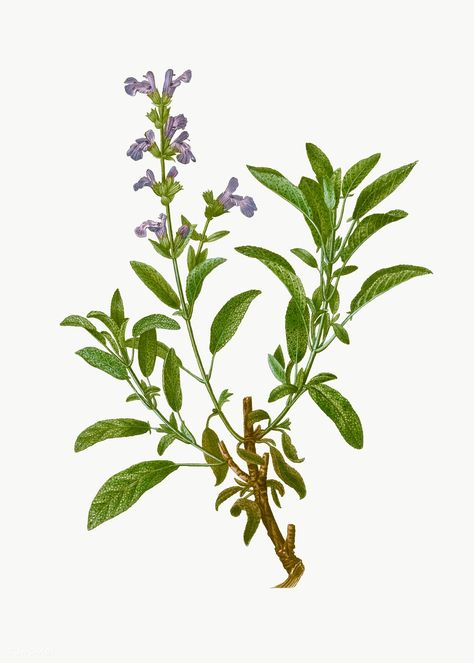 Garden Sage, Sage Plant, Salvia Officinalis, Botanical Wall Decor, Plant Vector, Illustration Botanique, Botanical Art Prints, Botanical Artwork, Vintage Botanical Prints