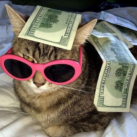 Sunglasses Meme, Funny Celebrity Pics, Trippy Cat, Cat Wearing Glasses, Gatos Cool, Trippy Cartoon, Y2k Photos, Funny Sunglasses, Funny Glasses