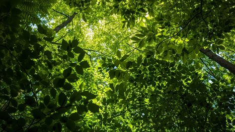 Sunlit Green Canopy: Lush green leaves dappled with sunlight filter through the forest canopy, creating a tranquil verdant scene. #green #leaves #sunlight #nature #canopy #forest #trees #tranquil #aiart #aiphoto #stockcake https://ayr.app/l/9eaU Sunlight Filter, Scene Green, Green Canopy, Forest Canopy, Tree Canopy, Forest Trees, Green Trees, Lush Green, The Forest