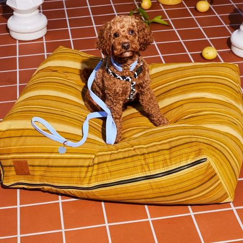 NEW ARRIVALS Toy Poodle, Chow Chow, Dog Grooming, Lifestyle Photography, Dog Bed, New Arrivals, Dogs, Animals, Photography