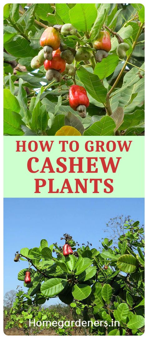 Cashew Nut Tree, Cardamom Plant, Cashew Tree, Gardener Aesthetic, Fruit Tree Garden, Gardening Aesthetic, Flowers Gardening, Aesthetic Garden, Survival Gardening