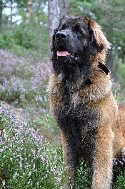 Leonberger Dog, Pet Anime, Pets Photography, Dog Tumblr, Dog Aesthetic, Giant Dogs, Australian Shepherds, Mountain Dog, Sweet Dogs