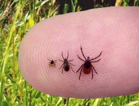 Lyme Disease, Heat Stress, Extreme Weather Expected To Increase | Concord, NH Patch Tick Tubes, Get Rid Of Ticks, Natural Tick Repellent, Tick Bite, Tick Repellent, Washington Hikes, Tick Prevention, Camping Fun, Back To Nature