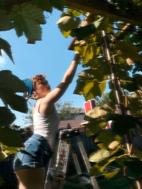 A girl on a ladder picking grapes, surrounded by lush green leaves. Grapes Picking, Picking Grapes, Grape Picking, Joy Aesthetic, Summer Child, Summer Bucket Lists, Summer Bucket, Bang Bang, Summer Fruit