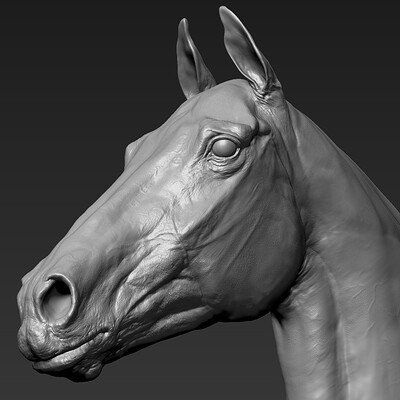 ArtStation - Alassya, Jia Hao Head Anatomy, Equestrian Statue, Horse Anatomy, Sculptures Céramiques, Animal Study, Horse Face, Thoroughbred Horse, Horse Drawing, Sport Horse