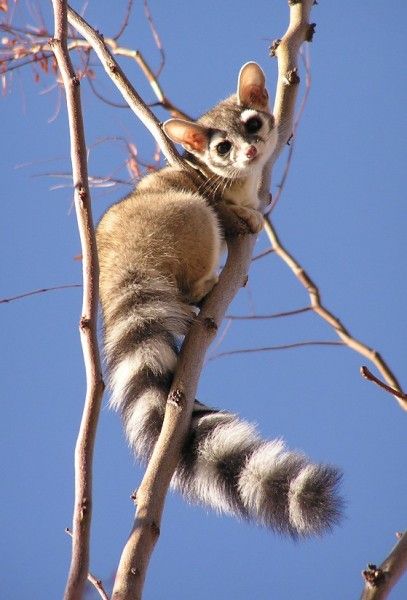 Catamundi Ringtail Cat, Regnul Animal, Unusual Animals, Rare Animals, Pretty Animals, Alam Yang Indah, Sphynx, Animal Planet, Animal Photo