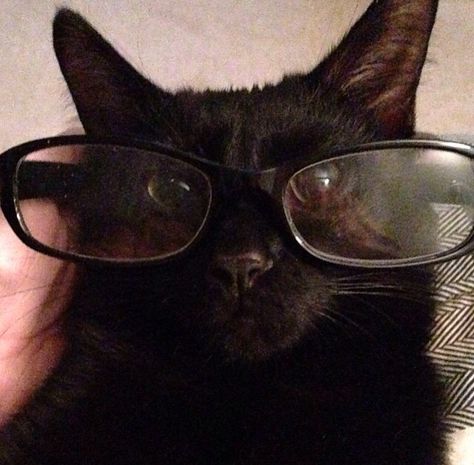 My Black Baby Cat Agro. His Future Is So Bright He's Gotta Wear Shades! Collage, Black, Cat With Glasses, Baby Cat, My Black, Wearing Glasses, Black Cat, Shades, Pins