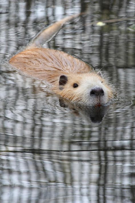 Nutria or river rat. Nutria, river rat or Myocastor coypus in water , #AFFILIATE, #rat, #river, #Nutria, #water, #coypus #ad Costume Closet, River Rat, Photography Names, Sketching Ideas, 2d Design, Rodents, Nature Images, In Water, Rats