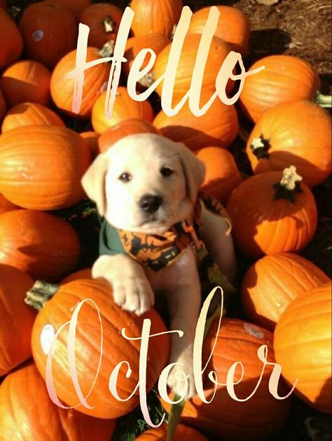 Hello October Labrador Puppies For Sale, Yellow Lab Puppy, Halloween Puppy, Lab Puppy, Labrador Retriever Puppies, Have Inspiration, Lab Puppies, Yellow Lab, Labrador Puppy