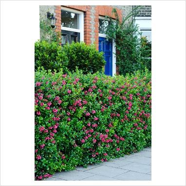 Escallonia Hedge, Hedge Ideas, Garden Uk, Coastal Garden, Yard Landscape, Coastal Gardens, Plant Ideas, Garden Trees, Apple Blossom