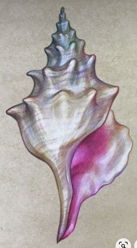 Seashell Drawing, Shell Drawing, Shell Tattoos, Prismacolor Art, Whimsical Nature, Nature Tattoo, Seashell Painting, Drawing Drawing, Seashell Art