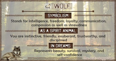 Wolf spirit animal meaning (white, black, lone wolf), what does it mean to dream of a wolf, its symbolism in different cultures (Native American, Japanese) Wolf Symbolism Meaning, Wolf Spiritual Meaning, Black Wolf Spirit Animal Meaning, Wolf Spirit Animal Meaning, Wolf Meaning, Spirit Animal Wolf, Wolf Symbolism, Wolf Tattoo Meaning, Spirit Animal Meaning