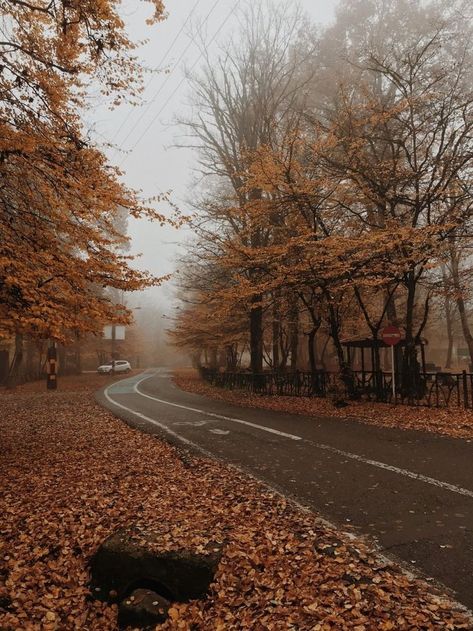 Air Aesthetic, Fall Rain, November Wallpaper, Bare Trees, Asphalt Road, Aesthetic Sky, Autumn Leaves Photography, Fallen Leaves, Autumn Scenes