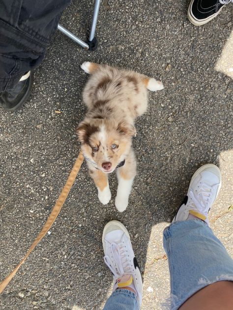 Golden Retriever Aussie Mix Puppy, Aussie Puppy Aesthetic, Golden Aussie Puppy, Toy Aussie Puppies, Mini Ausidoodle, Mini Aussie Full Grown, Puppies That Dont Shed, Aussie Red Merle, Australian Shepherd Aesthetic