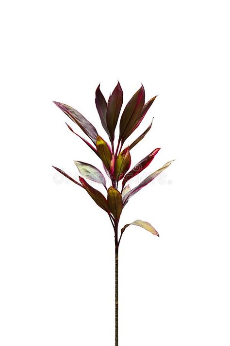 Young Cordyline Fruticosa tree isolated on white stock photos White Background, Stock Images, Stock Photos, White, Flowers