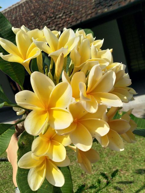 My yellow 'Kamboja' Yellow, Plants, Flowers, Collage, Yellow Plumeria, My Yellow, Plumeria Flowers, Wonders Of The World, Pins