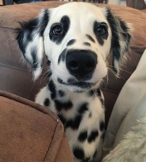 Pretty Dog, Dog Insurance, Dalmatian Puppy, Dog Stories, Pretty Dogs, Puppy Adoption, Cute Dogs And Puppies, Beloved Dog, Dog Face