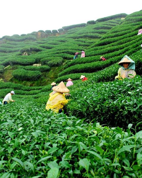 India's diverse ecosystems, from Darjeeling's tea estates shrouded in morning mist to the verdant terrains of Kerala's Munnar and the lush expanses of Assam, serve as a direct muse for Casa Amarosa's design language. 🌿⁠ ⁠ In our photos are tea estates across India⁠ 1. Munnar⁠, Kerala ⁠ 2. Darjeeling, West Bengal⁠ 3 Guwahati, Assam⁠ ⁠ 📸Credit @IncredibleIndia⁠ ⁠ ⁠ ⁠ ⁠ ⁠ #india #home #decor #teaaddict #northeastindia #green #design⁠ #homedecor #mountain #mood #tropical #spring Assam Tea Garden Photography, Assam Culture Art, Assam Culture, Munnar Kerala, Assam Tea, Darjeeling Tea, India Home Decor, Tea Estate, Northeast India