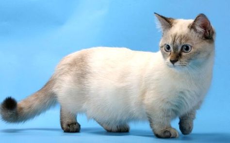 El gato munchkin, un angelito de patas cortas Gato Munchkin, Cutest Kittens Ever, Munchkin Kitten, Serval Cats, Dream's Cat, Rare Cats, Munchkin Cat, Tiny Cats, Cat Pose