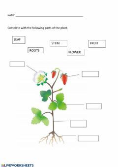 Parts of the plant 1 grade Language: English Grade/level: Grade 1 School subject: Natural Science Main content: Plants Other contents: Science Primary 1 Worksheet, Science Worksheet For Class 3, Plants Around Us Worksheet For Grade 1, Class 1 Science Worksheet, Worksheets For Grade 1 Evs, Evs Worksheets For Grade 1, Class 1 Evs Worksheets, Plants Grade 1, Science For Grade 1 Worksheets