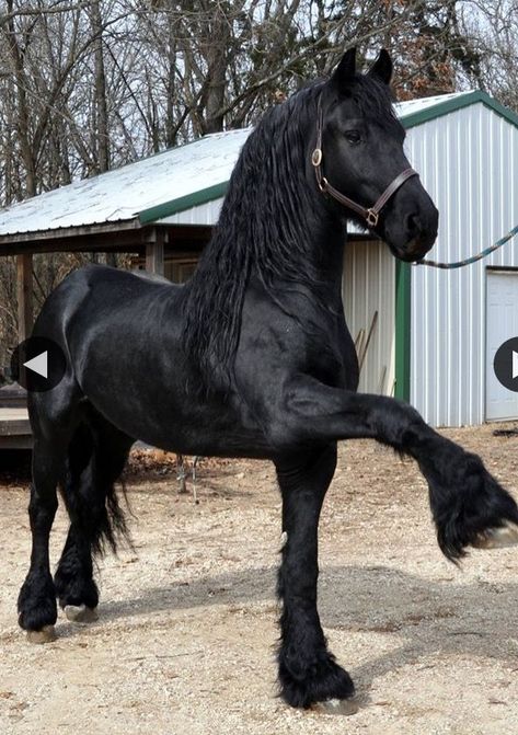 Caballos Frisian, Friesian Horse Photography, Horses Friesian, Black Stallion Horse, Friesian Stallion, Stallion Horse, Horse Riding Quotes, Beautiful Horses Photography, Horse Black