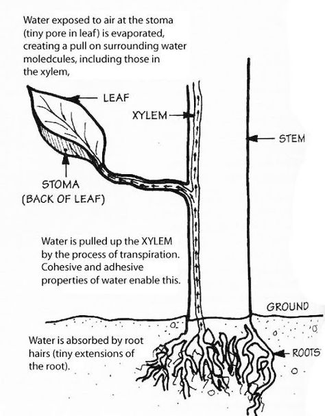 trendssoul: Staining Science: Capillary Action of Dyed Water in Plants Capillary Action, Plant Water Relation Notes, Soil Grade 3 Science, Respiration In Plants Notes Class 11, The Nitrogen Cycle, Grade 2 Science, Nitrogen Cycle, Biology Notes, Teaching Biology