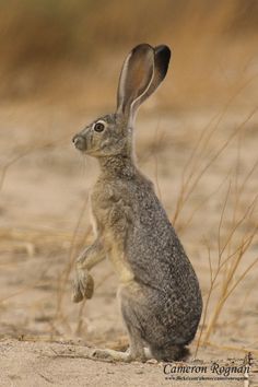 Hare on Pinterest | 442 Pins Wild Hare, Rabbit Drawing, Wild Rabbit, Animal Study, Jack Rabbit, Rabbit Art, Cane Corso, Sphynx, Woodland Creatures