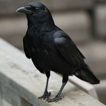 Aesthetic Crow, Crow Facts, Crow Aesthetic, Crow Drawing, Crow Flying, Crows Drawing, Crow Images, American Crow, Tattoo Animal