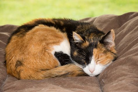 Obese Cat, Sleeping Peacefully, Dream's Cat, Older Cats, Soft Bed, Cat Reference, Healthy Cat, Cat Pose, Outdoor Cats