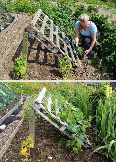 No Tools Required DIY Pallet Cucumber Trellis • Lovely Greens Potager Palettes, Cucumber Trellis Diy, Kebun Herbal, Lovely Greens, Taman Diy, Garden Ideas To Make, Cucumber Trellis, Diy Trellis, Veg Garden