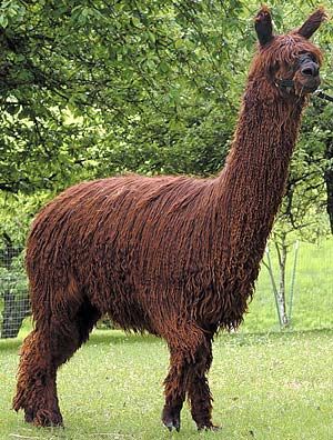 Suri alpacas have fleece that grows in long locks, like dreadlocks.  Has more sheen than the fluffy Huacaya fleece.  Both are equally soft and nearly free of course guard hairs. Rock And Roll Hair, Fiber Animals, Alpaca My Bags, Llama Llama, Alpaca Farm, Cute Alpaca, Llama Drama, Suri Alpaca, Llama Alpaca