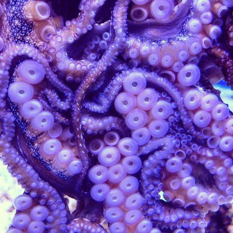 Day Octopus, Hawaiian Day, Octopus Pictures, Pacific Octopus, Dnd Board, Giant Pacific Octopus, Black Jaguar White Tiger, Purple Octopus, Giant Octopus