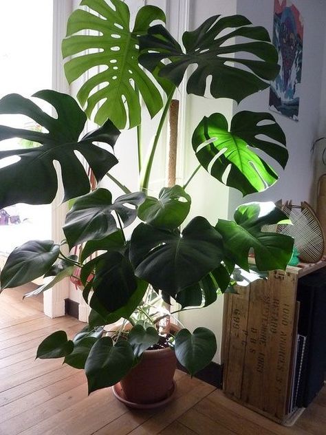 I love this post because I have every one of these plants. It's very accurate information and has helped me with one of the problems I was having with my palm before it too bad #determinedtohaveagreenthumb Indoor Palms, Large Indoor Plants, نباتات منزلية, Trendy Plants, Philodendron Monstera, Growing Plants Indoors, Best Indoor Plants, Indoor Gardens, Plant Decor Indoor