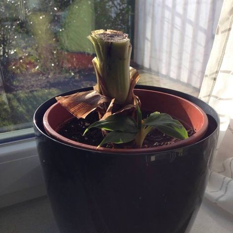 Overwintering A Banana Plant Indoors – Laidback Gardener Banana Plant Indoor, Indoor Banana Tree, Red Banana Plant, Red Banana Tree, Red Banana, Summer Deck, Banana Plant, Plant Care Houseplant, Banana Plants