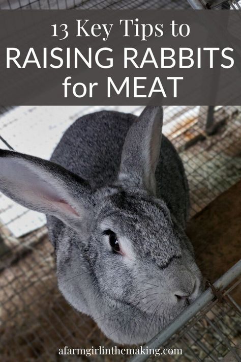 Meat Rabbits Breeds, Raising Meat Rabbits, Rabbits For Meat, Raising Rabbits For Meat, Rabbit Meat, Rabbit Farm, Meat Rabbits, Raising Rabbits, Rabbit Breeds