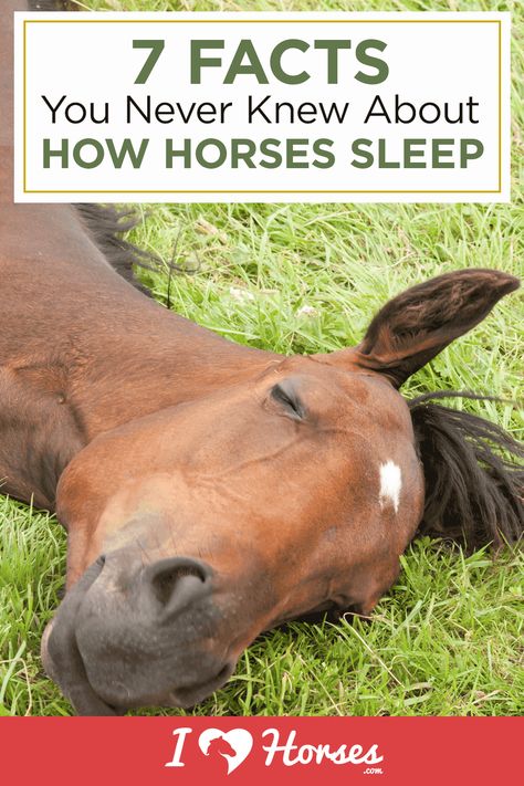 Horse Turnout Blanket, Habits And Routines, Horse Behavior, Equine Care, Horse Information, Prey Animals, Healthy Horses, Horse Care Tips, Horse Facts