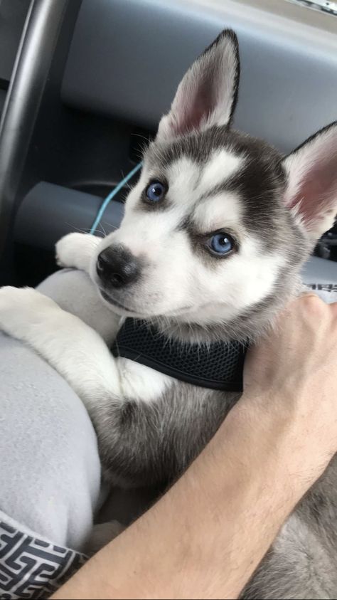 Caine Husky, Cute Husky Puppies, Cute Husky, Super Cute Puppies, Siberian Husky Dog, Siberian Husky Puppies, A Husky, Cute Little Puppies