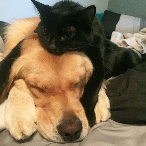 Black Cat Golden Retriever Duo Aesthetic, Golden Retriever And Black Cat Couple, Angel Dynamite, Black Cat And Golden Retriever, Got Funny, Pics Of Celebrities, Perros Golden Retriever, Black Cat Aesthetic, Perfect Live