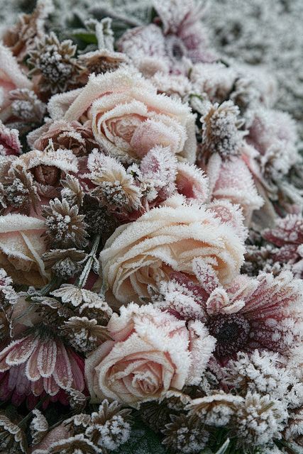 Frozen roses by Onkel Ulle, via Flickr Frozen Rose, Colorful Roses, Winter Beauty, Love Flowers, Nature Beauty, Pretty Flowers, Secret Garden, Dahlia, Mother Nature